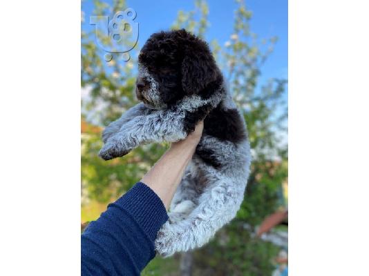 PoulaTo: Κουτάβια Lagotto Romagnolo